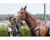  Carrera: P.San Isidro Monta: A.Werle Caballo: Noisy Night